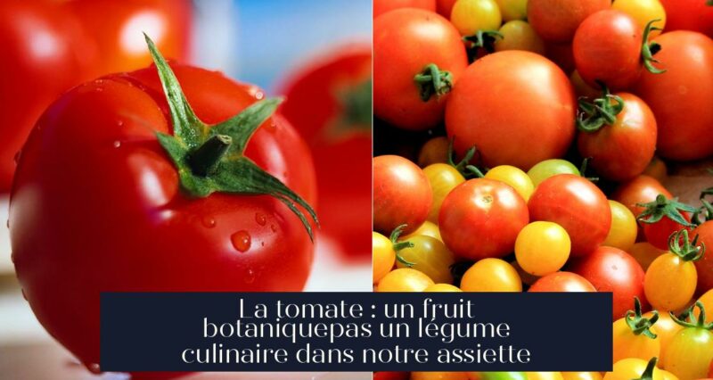 La tomate : un fruit botaniquepas un légume culinaire dans notre assiette