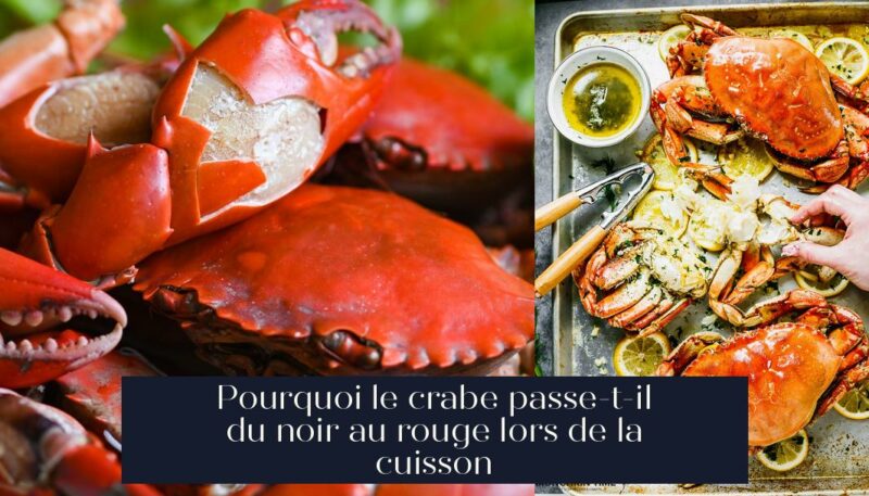 Pourquoi le crabe passe-t-il du noir au rouge lors de la cuisson