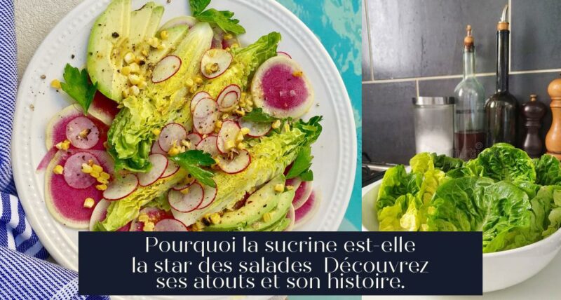 Pourquoi la sucrine est-elle la star des salades Découvrez ses atouts et son histoire.