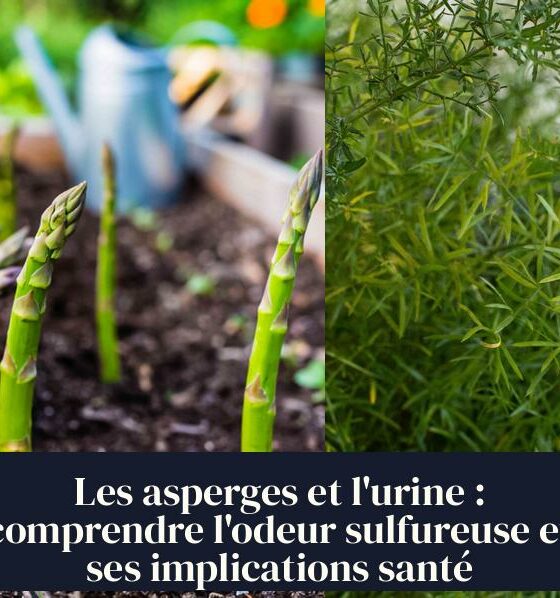 Les asperges et l'urine : comprendre l'odeur sulfureuse et ses implications santé