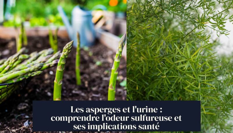 Les asperges et l'urine : comprendre l'odeur sulfureuse et ses implications santé