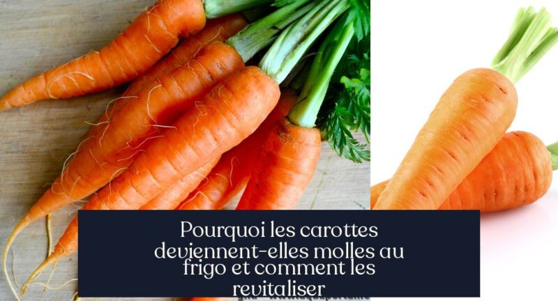 Pourquoi les carottes deviennent-elles molles au frigo et comment les revitaliser