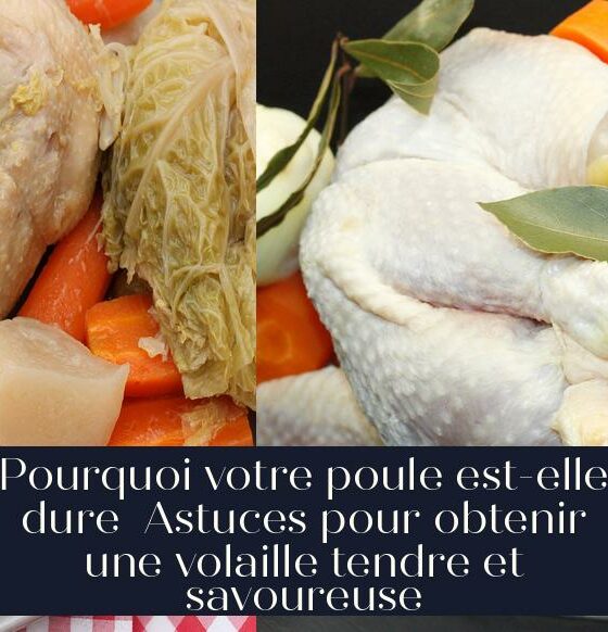 Pourquoi votre poule est-elle dure Astuces pour obtenir une volaille tendre et savoureuse
