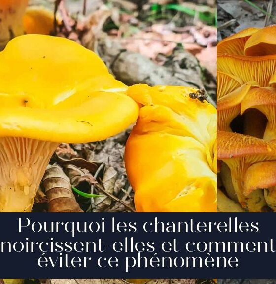 Pourquoi les chanterelles noircissent-elles et comment éviter ce phénomène