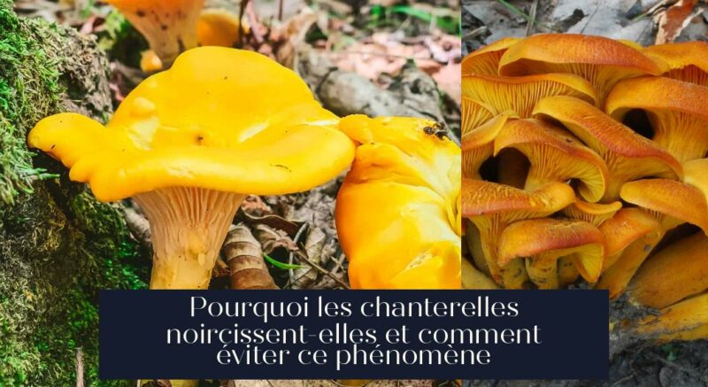 Pourquoi les chanterelles noircissent-elles et comment éviter ce phénomène
