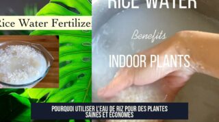 Pourquoi utiliser l'eau de riz pour des plantes saines et économes