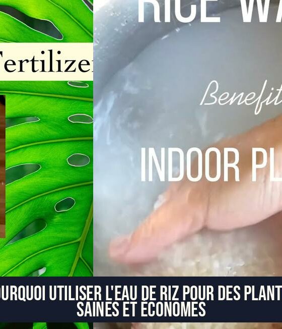 Pourquoi utiliser l'eau de riz pour des plantes saines et économes