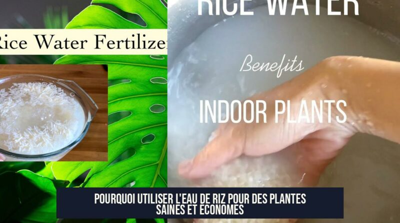 Pourquoi utiliser l'eau de riz pour des plantes saines et économes