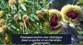 Pourquoi mettre une châtaigne dans sa poche et ses bienfaits surprenants