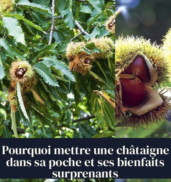 Pourquoi mettre une châtaigne dans sa poche et ses bienfaits surprenants