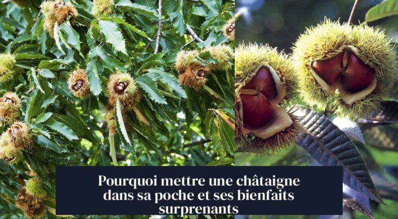 Pourquoi mettre une châtaigne dans sa poche et ses bienfaits surprenants