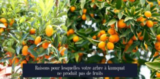 Raisons pour lesquelles votre arbre à kumquat ne produit pas de fruits