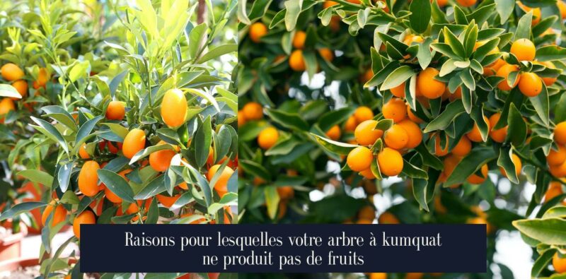 Raisons pour lesquelles votre arbre à kumquat ne produit pas de fruits