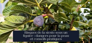 Risques de la sieste sous un figuier : dangers pour la peau et conseils pratiques