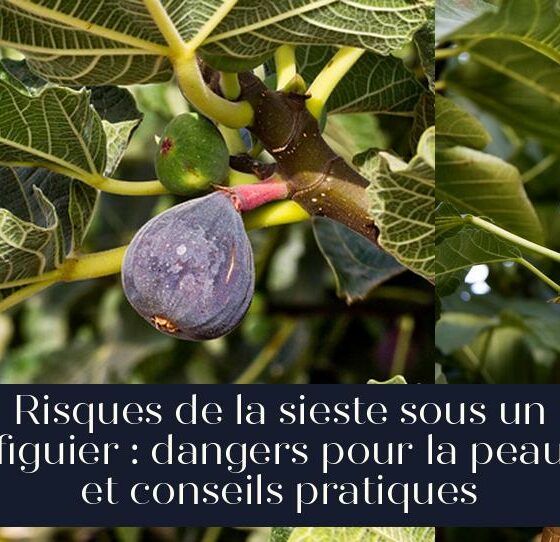 Risques de la sieste sous un figuier : dangers pour la peau et conseils pratiques
