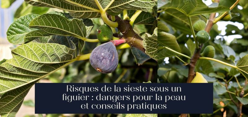 Risques de la sieste sous un figuier : dangers pour la peau et conseils pratiques