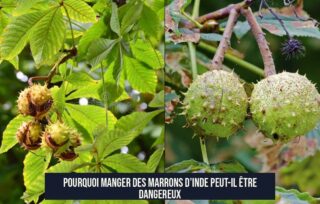 Pourquoi manger des marrons d’Inde peut-il être dangereux
