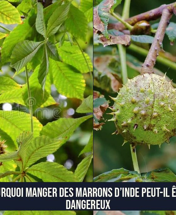 Pourquoi manger des marrons d’Inde peut-il être dangereux