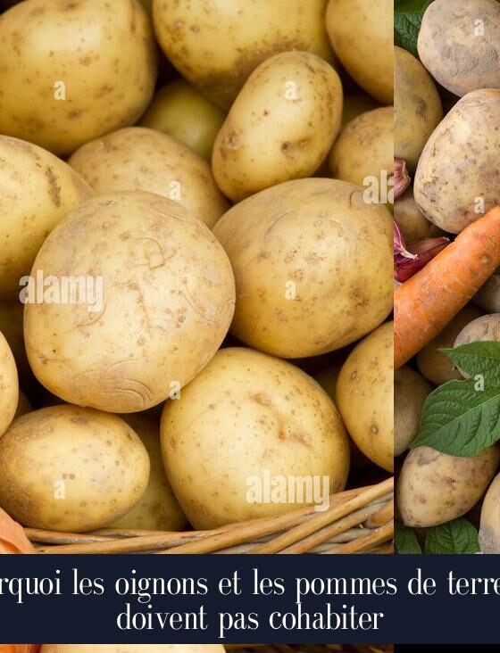Pourquoi les oignons et les pommes de terre ne doivent pas cohabiter