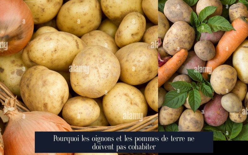 Pourquoi les oignons et les pommes de terre ne doivent pas cohabiter
