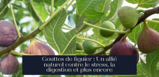 Gouttes de figuier : Un allié naturel contre le stress, la digestion et plus encore