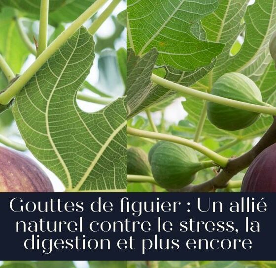 Gouttes de figuier : Un allié naturel contre le stress, la digestion et plus encore
