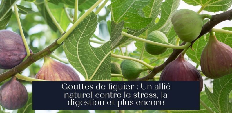 Gouttes de figuier : Un allié naturel contre le stress, la digestion et plus encore