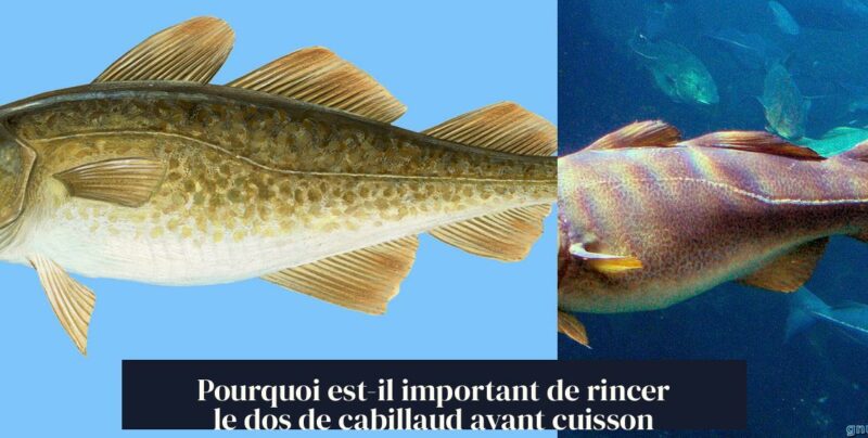 Pourquoi est-il important de rincer le dos de cabillaud avant cuisson
