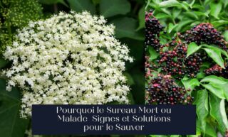 Pourquoi le Sureau Mort ou Malade Signes et Solutions pour le Sauver