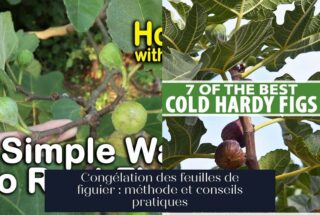 Congélation des feuilles de figuier : méthode et conseils pratiques