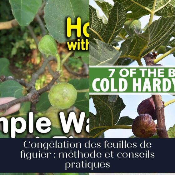 Congélation des feuilles de figuier : méthode et conseils pratiques