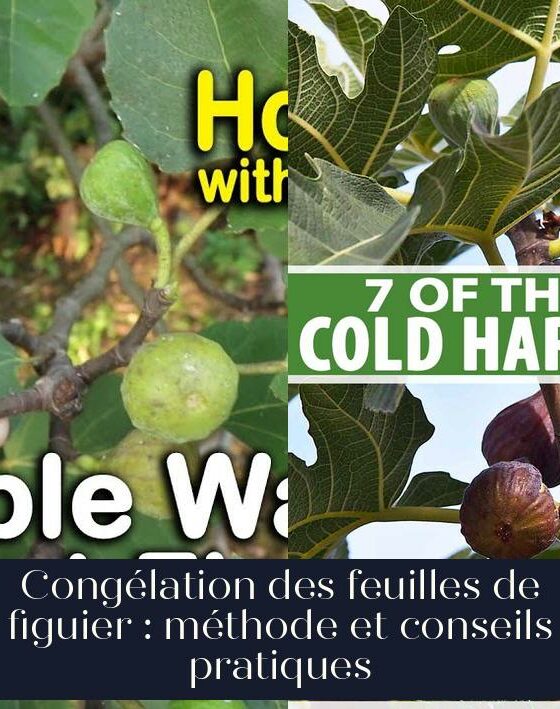 Congélation des feuilles de figuier : méthode et conseils pratiques