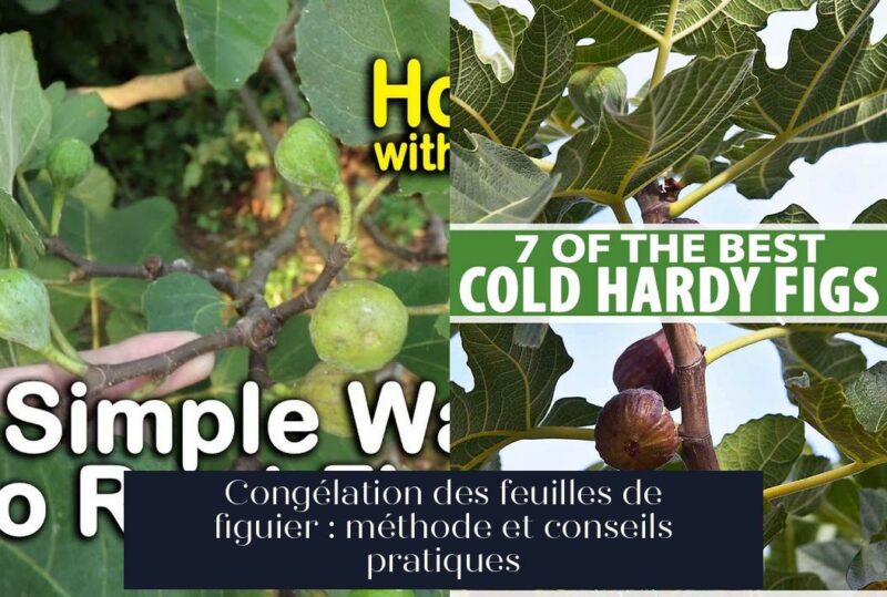 Congélation des feuilles de figuier : méthode et conseils pratiques