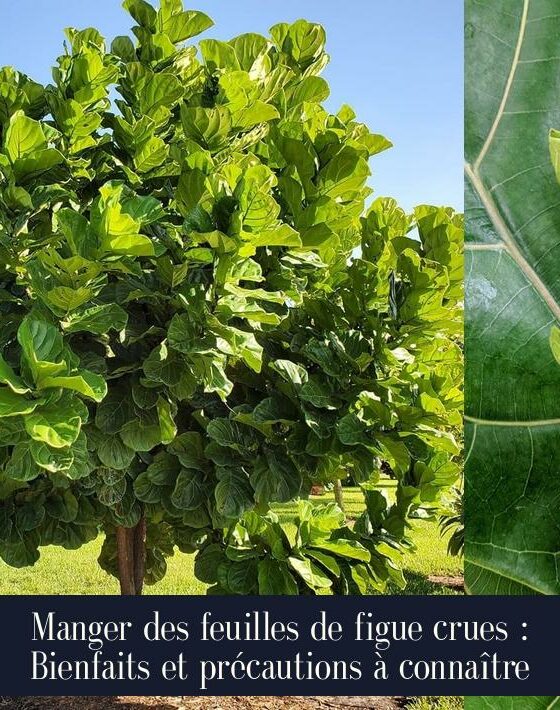 Manger des feuilles de figue crues : Bienfaits et précautions à connaître
