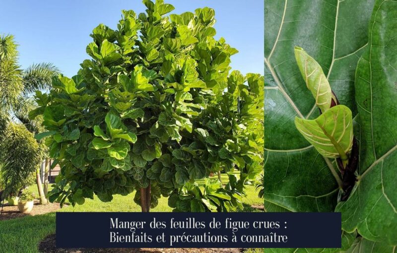 Manger des feuilles de figue crues : Bienfaits et précautions à connaître