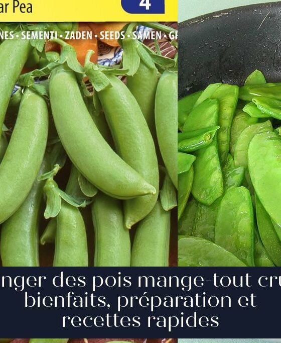 Manger des pois mange-tout crus : bienfaits, préparation et recettes rapides