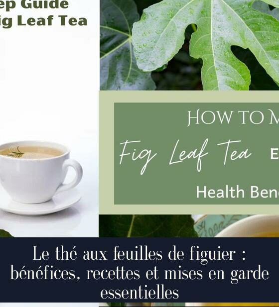 Le thé aux feuilles de figuier : bénéfices, recettes et mises en garde essentielles