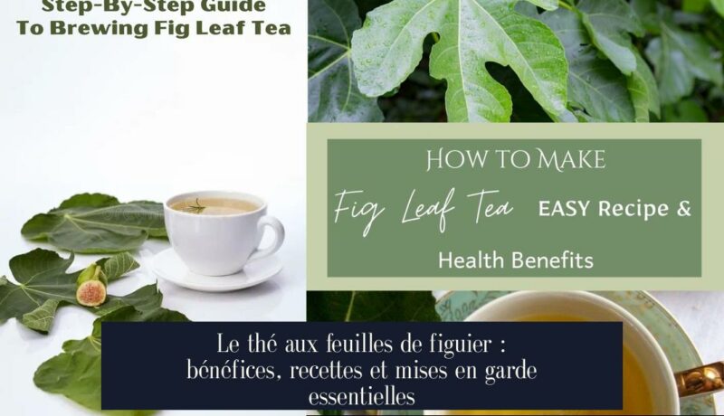 Le thé aux feuilles de figuier : bénéfices, recettes et mises en garde essentielles