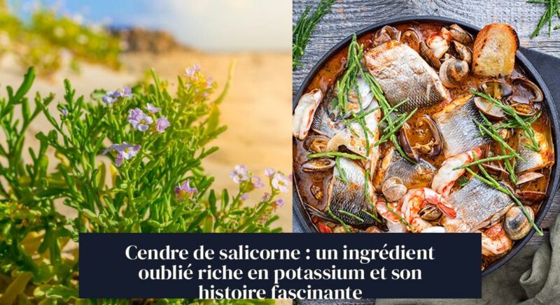 Cendre de salicorne : un ingrédient oublié riche en potassium et son histoire fascinante