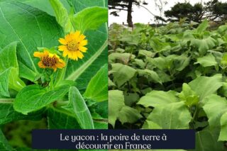 Le yacon : la poire de terre à découvrir en France