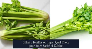 Céleri : Feuilles ou Tiges, Quel Choix pour Votre Santé et Cuisine