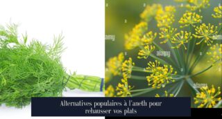 Alternatives populaires à l'aneth pour rehausser vos plats