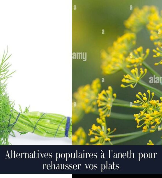 Alternatives populaires à l'aneth pour rehausser vos plats