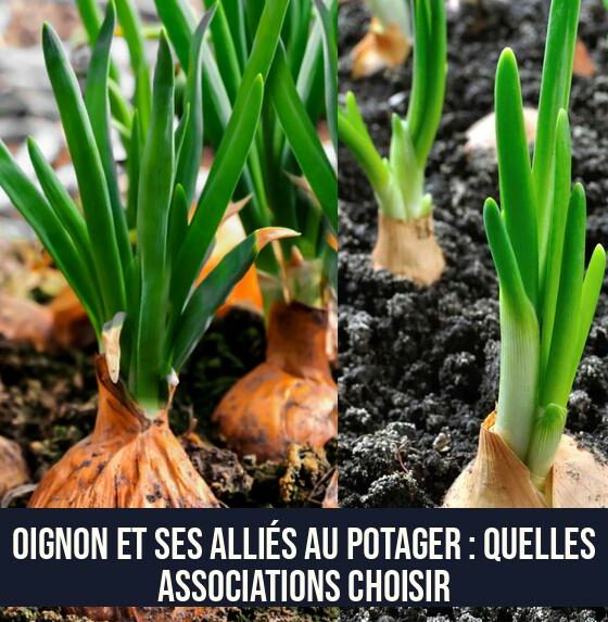 Oignon et ses Alliés au Potager : Quelles Associations Choisir