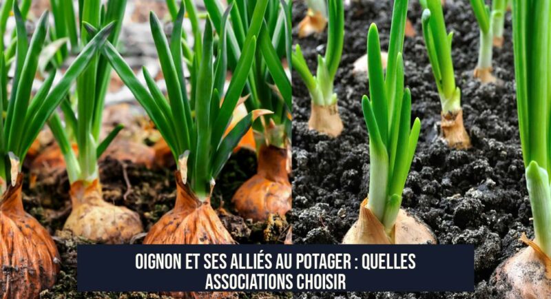 Oignon et ses Alliés au Potager : Quelles Associations Choisir
