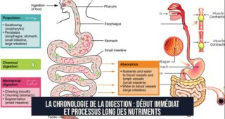 La Chronologie de la Digestion : Début Immédiat et Processus Long des Nutriments