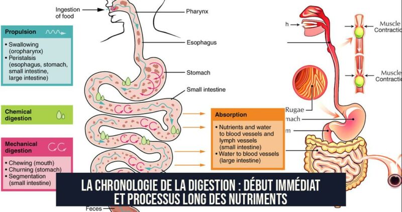 La Chronologie de la Digestion : Début Immédiat et Processus Long des Nutriments