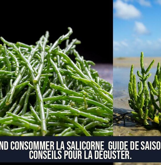 Quand consommer la salicorne Guide de saison et conseils pour la déguster.