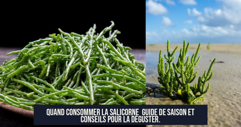 Quand consommer la salicorne Guide de saison et conseils pour la déguster.