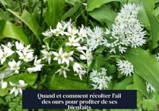 Quand et comment récolter l'ail des ours pour profiter de ses bienfaits